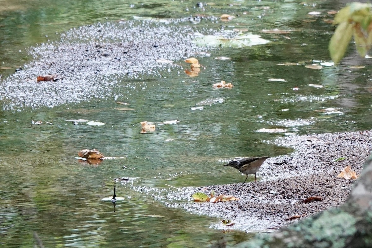 Louisiana Waterthrush - Fleeta Chauvigne