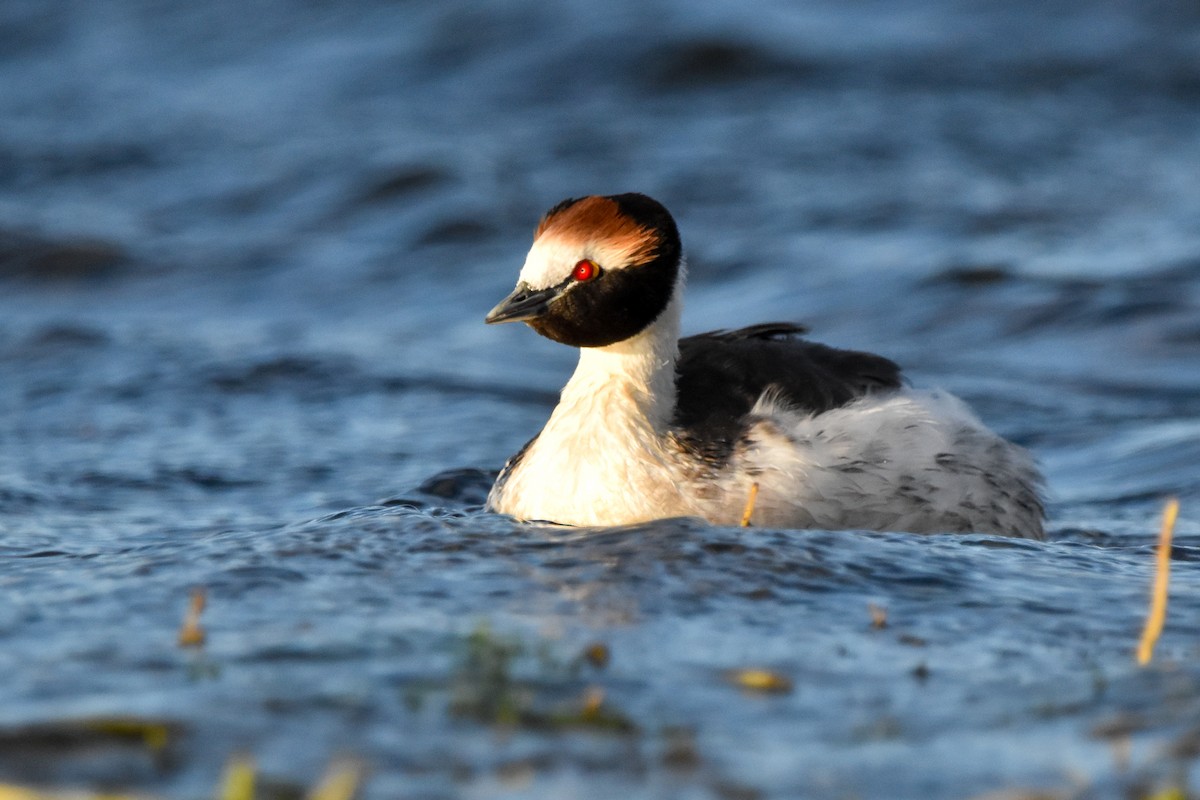 Hooded Grebe - ML465864611