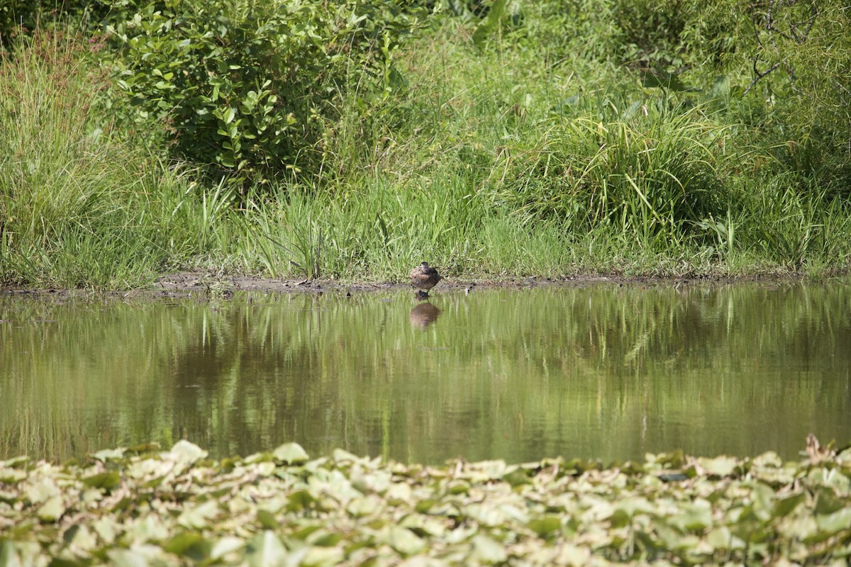 Wood Duck - ML465864621