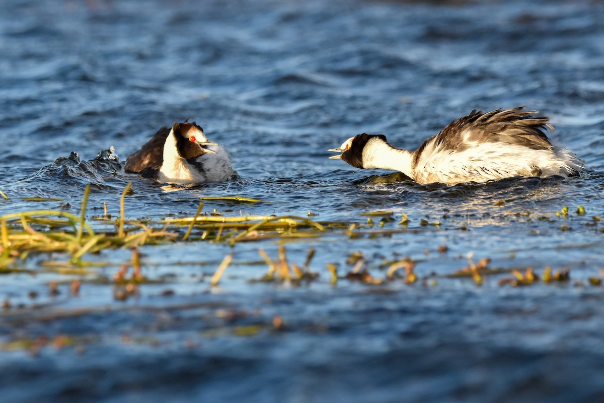 Hooded Grebe - ML465864661