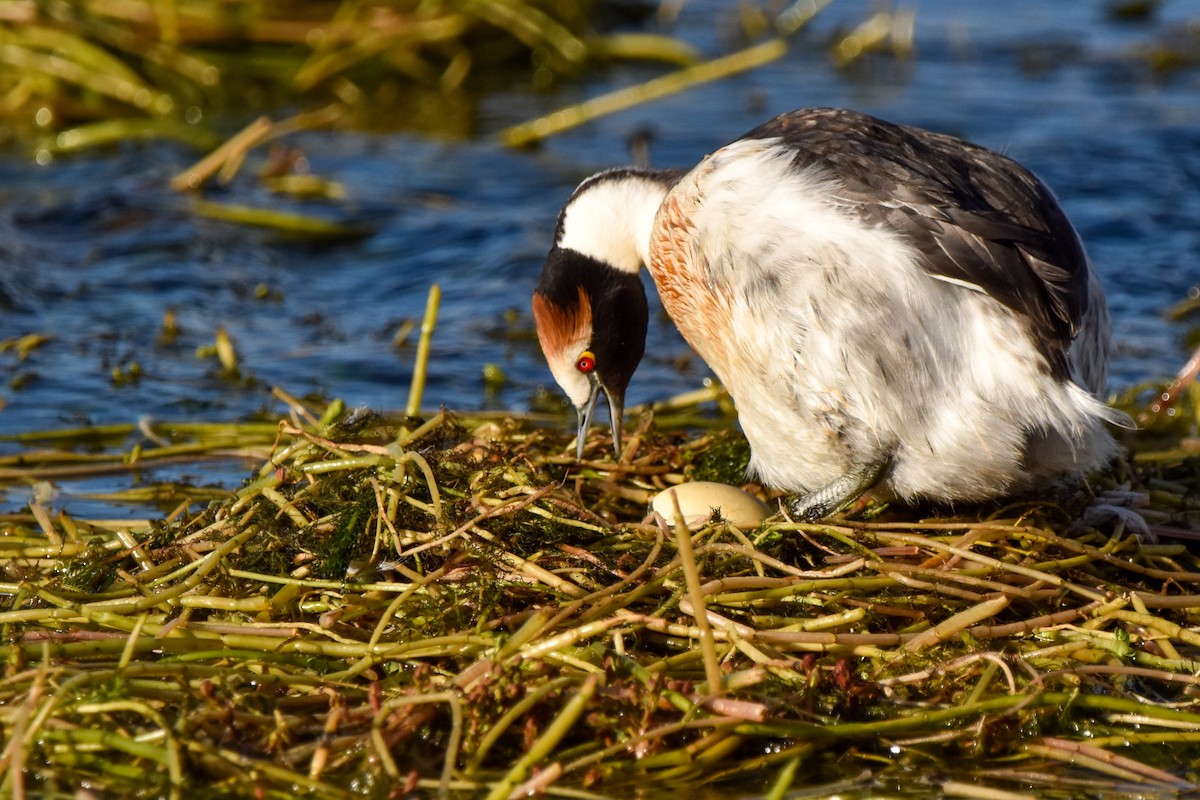 Hooded Grebe - ML465864721