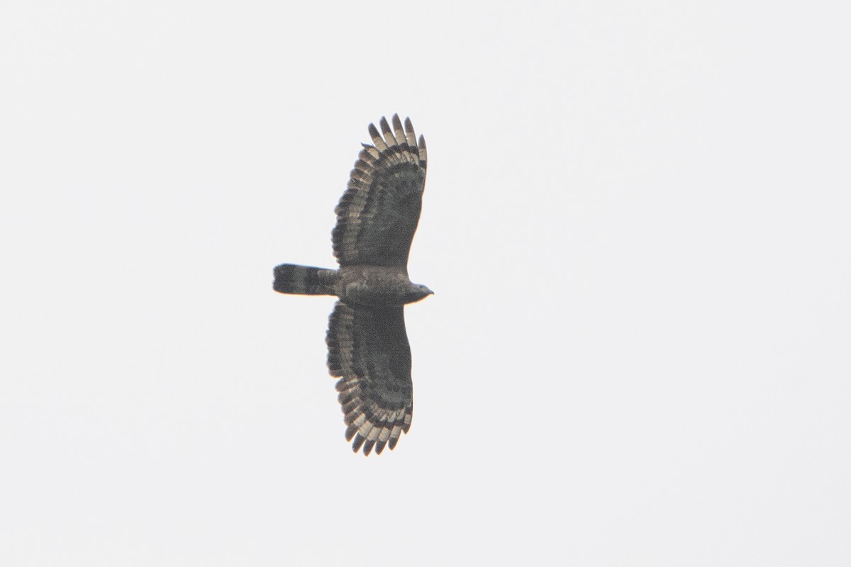 Falco pecchiaiolo orientale - ML465864761