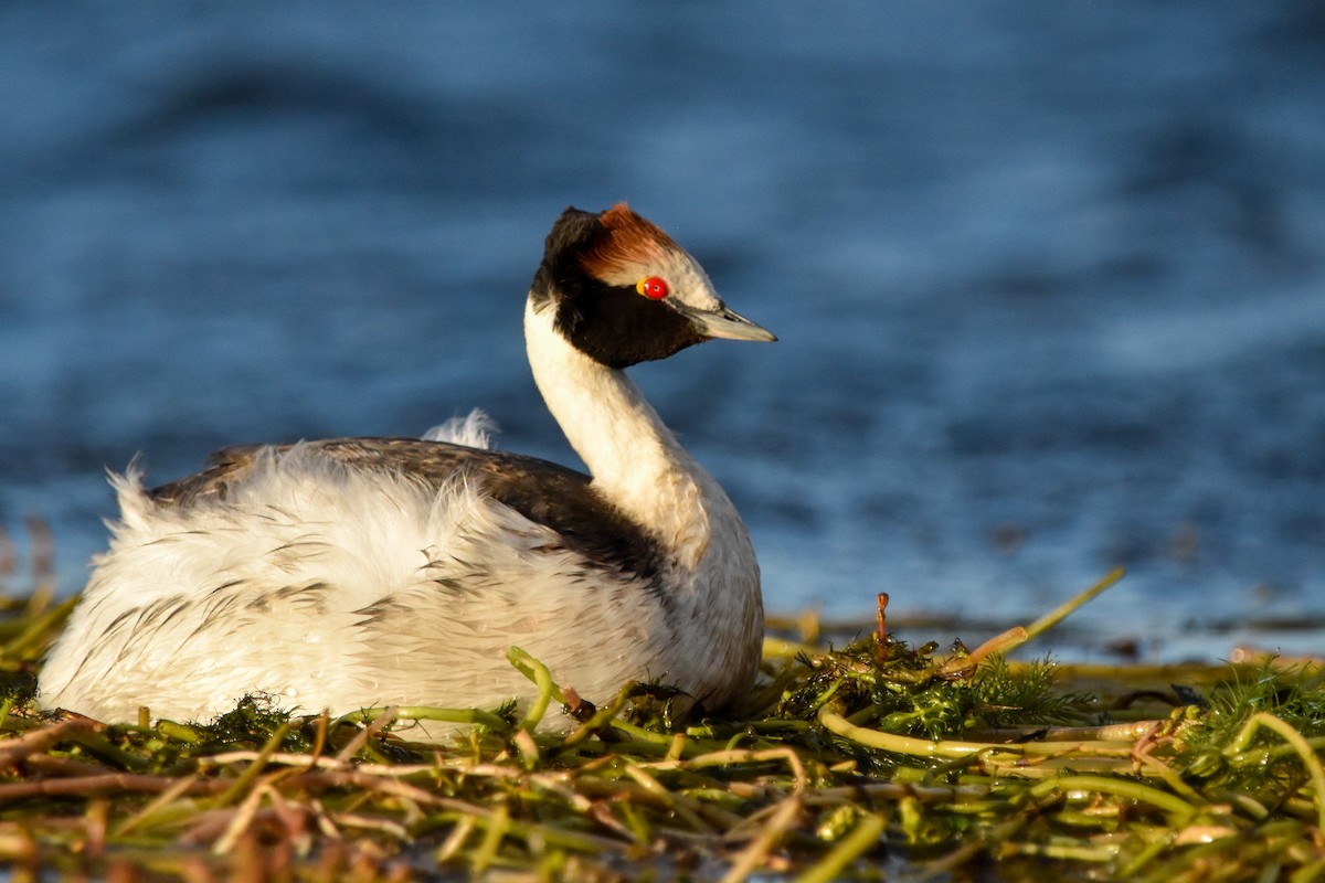 Hooded Grebe - ML465864771