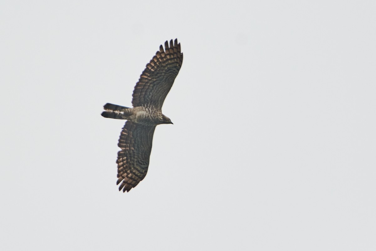 Falco pecchiaiolo orientale - ML465864781