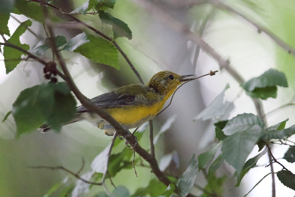 Prothonotary Warbler - ML465864851