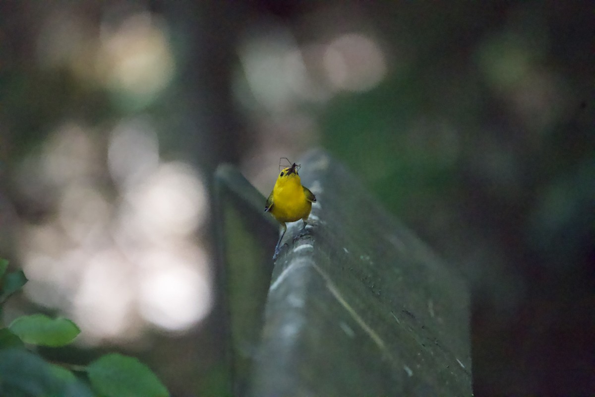 Prothonotary Warbler - ML465864871