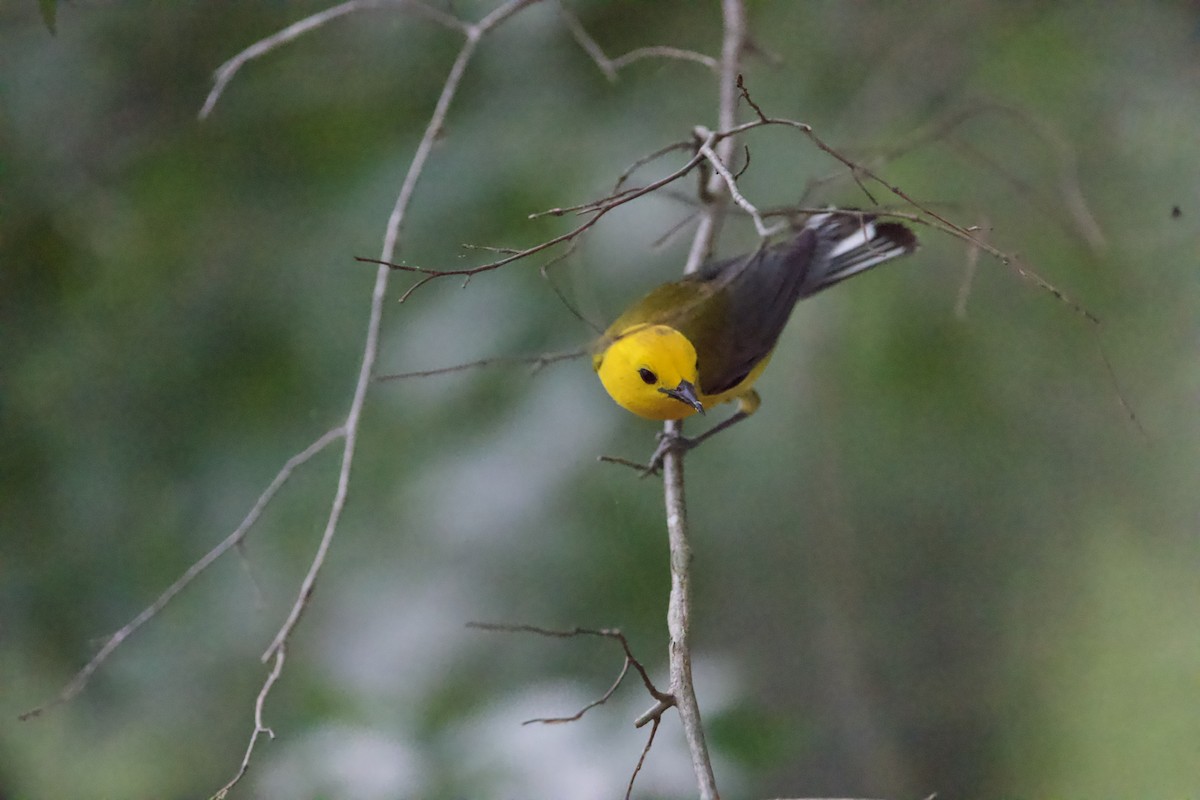 Prothonotary Warbler - ML465864891