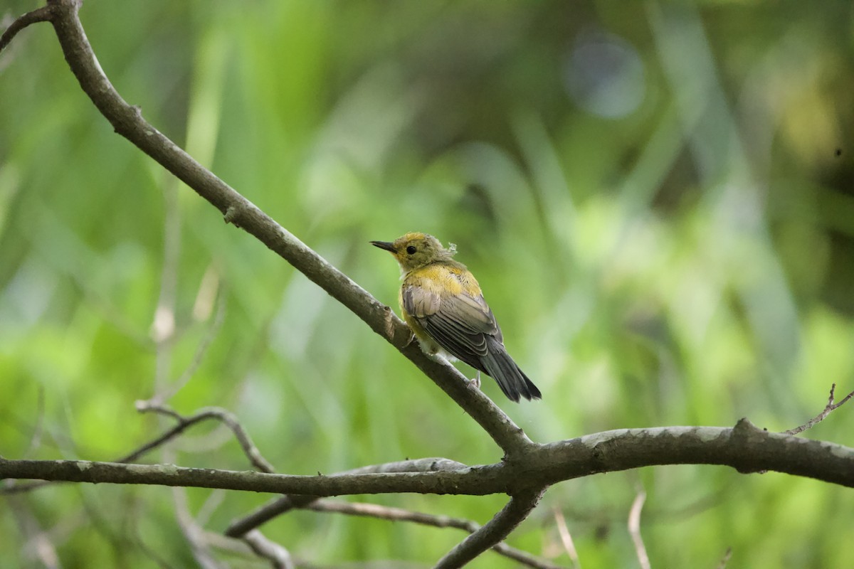 Prothonotary Warbler - ML465864901