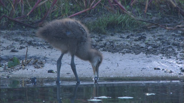 Limpkin (Speckled) - ML465865