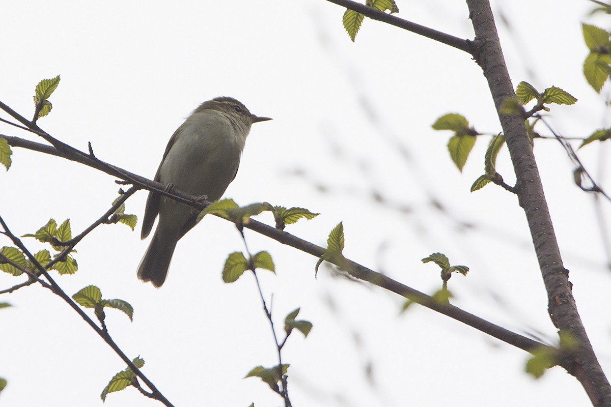 Large-billed Leaf Warbler - ML465865421