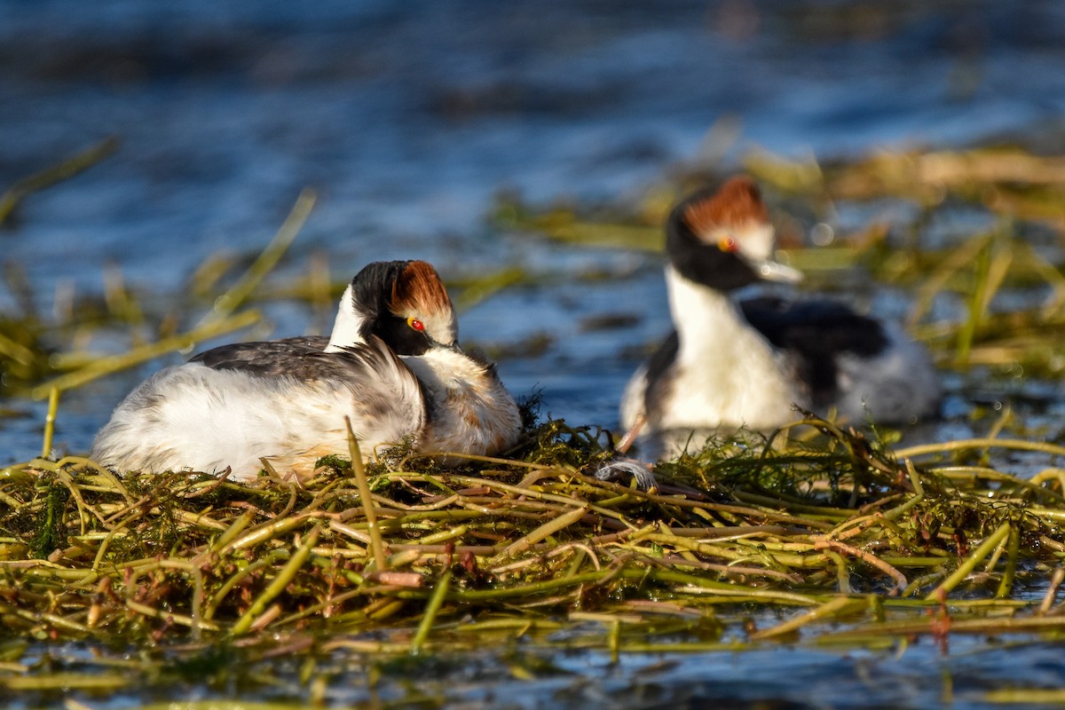 Hooded Grebe - ML465865861