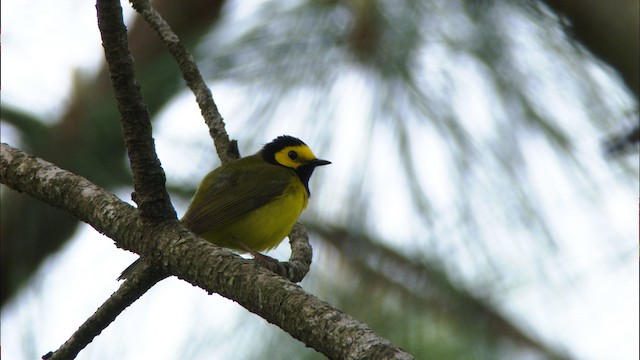 Hooded Warbler - ML465866