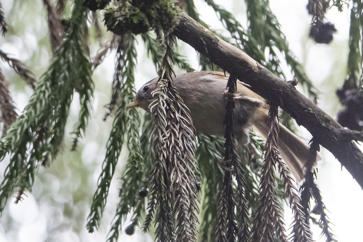 Spectacled Fulvetta - ML465866251