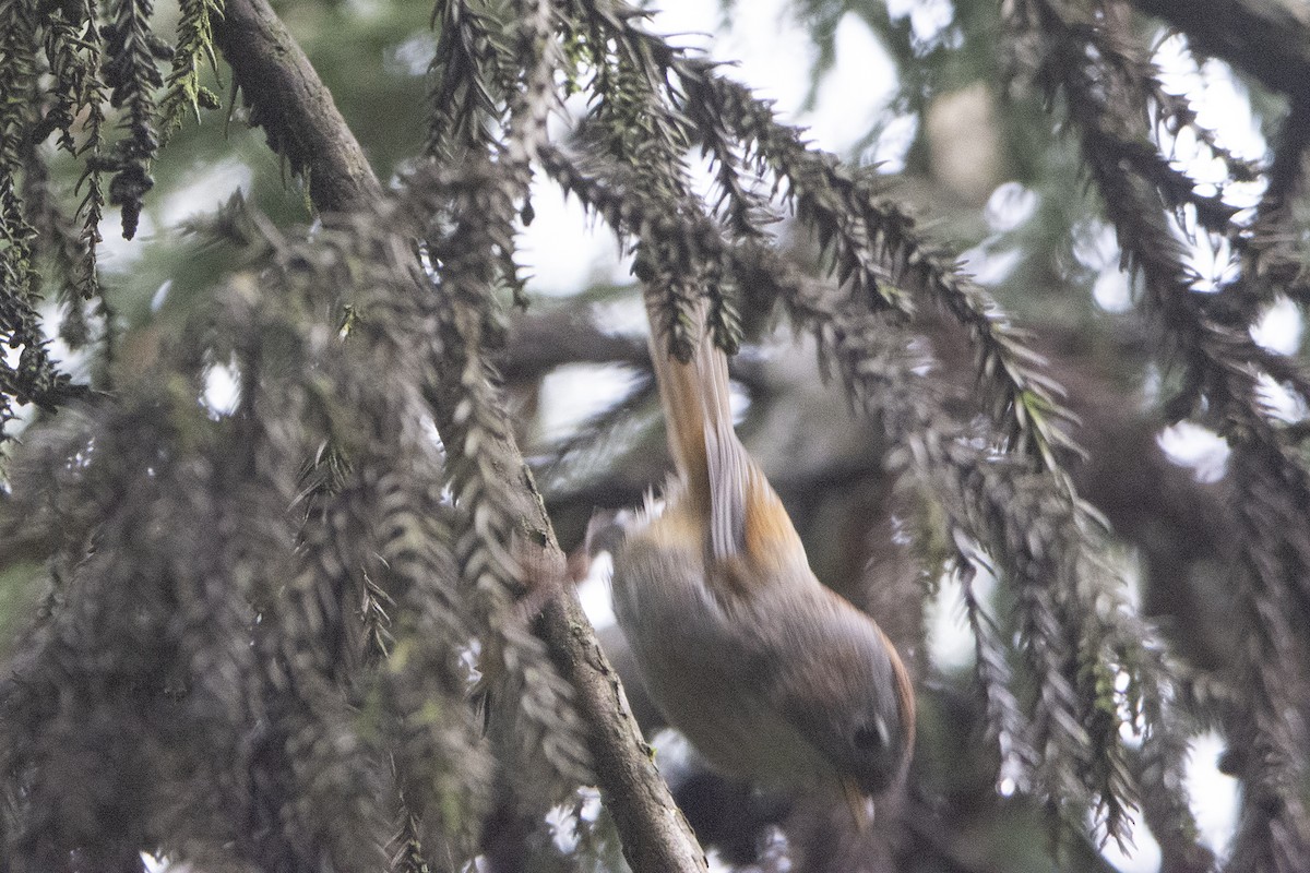 Spectacled Fulvetta - ML465866491