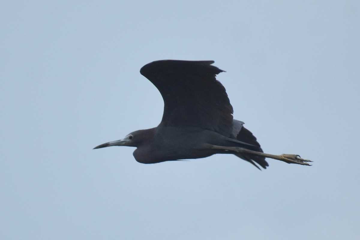 Little Blue Heron - Claire H