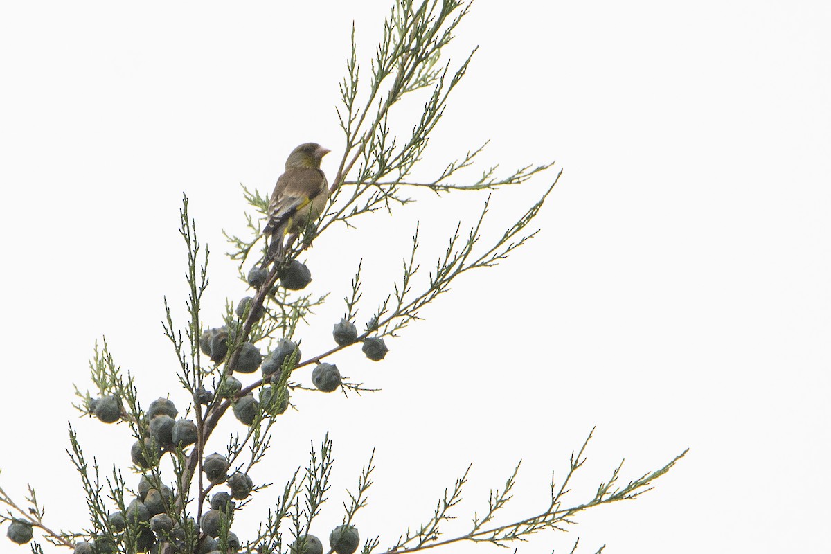 Oriental Greenfinch - ML465867011