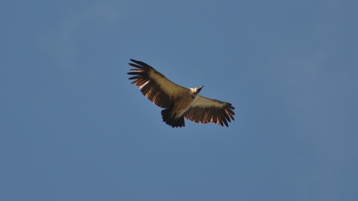 White-backed Vulture - ML465867471