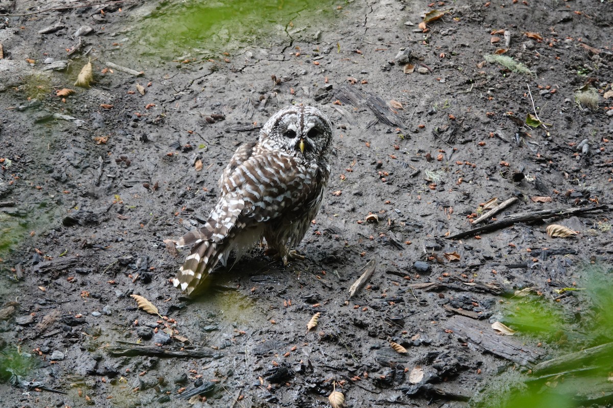 Barred Owl - ML465867521