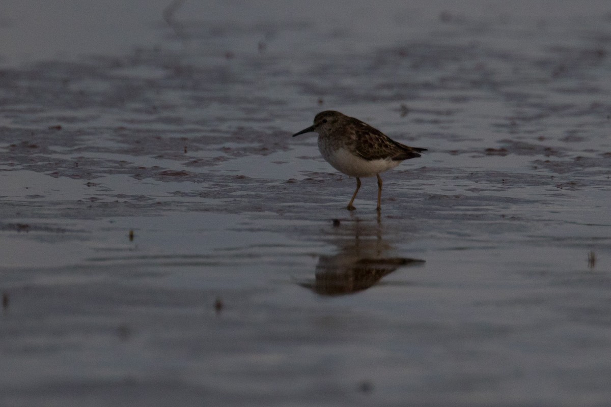 Least Sandpiper - ML465867771