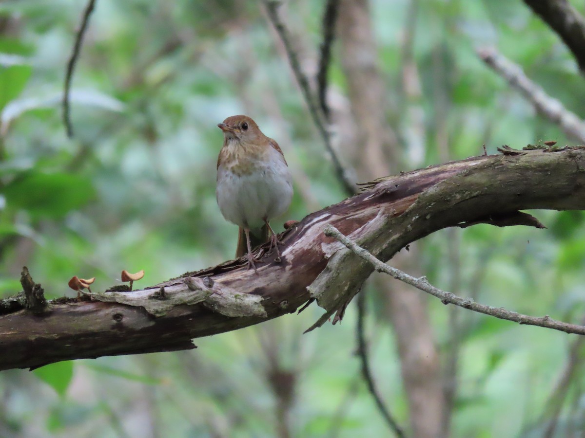 Veery - ML465867851