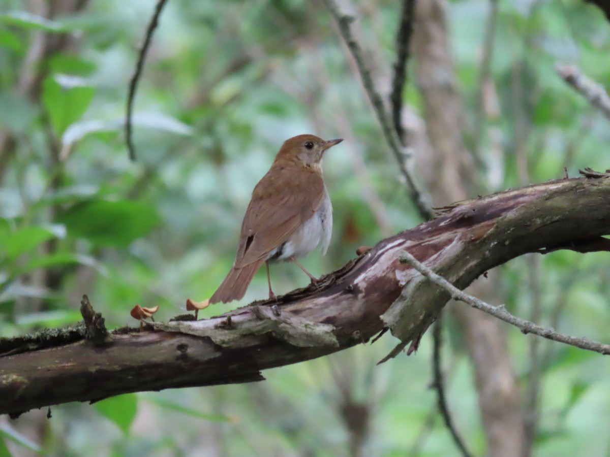 Veery - ML465868061