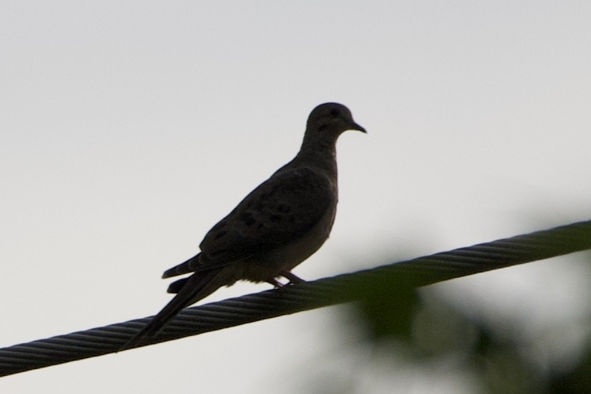 Mourning Dove - Adam Prince