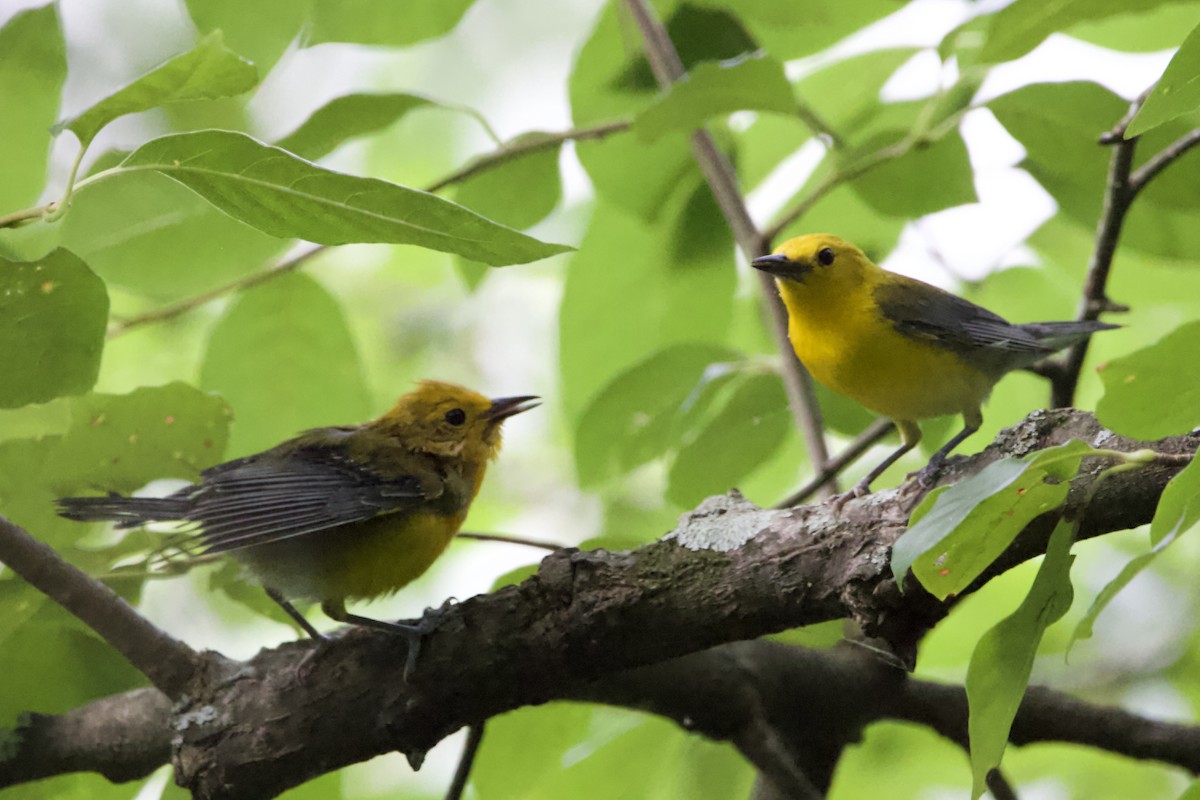 Prothonotary Warbler - ML465868991