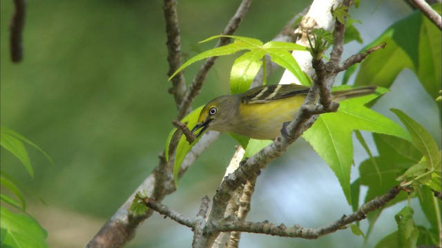 White-eyed Vireo - ML465869