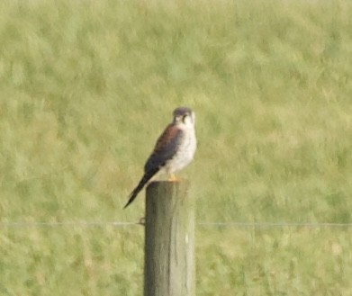 American Kestrel - ML465869131