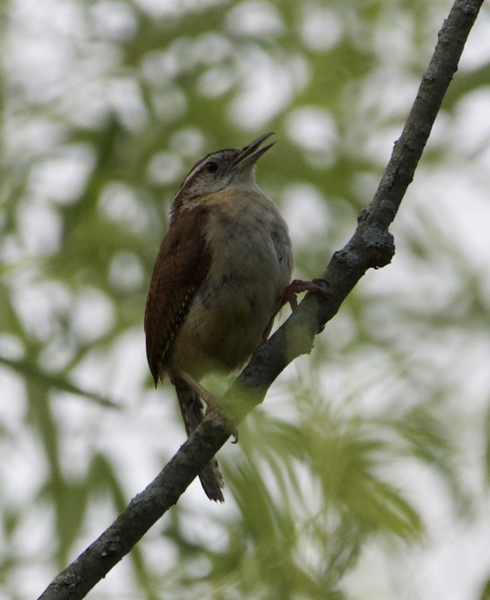 Carolina Wren - ML465869291