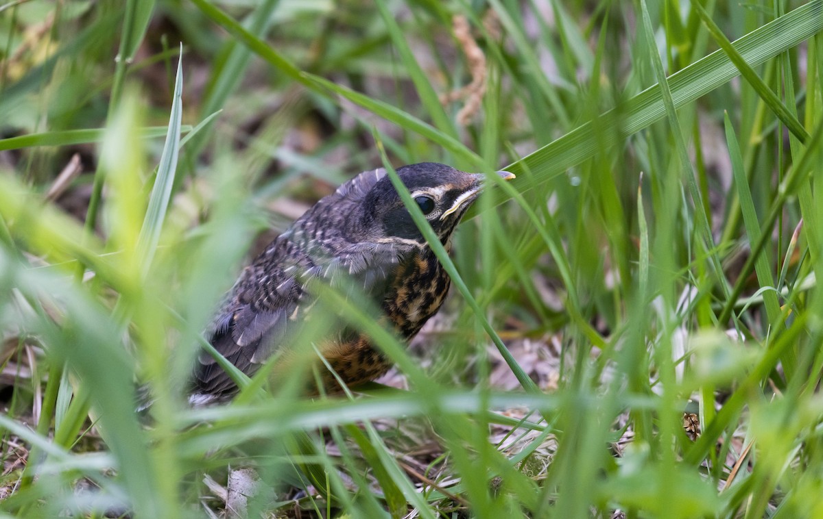 American Robin - ML465869341