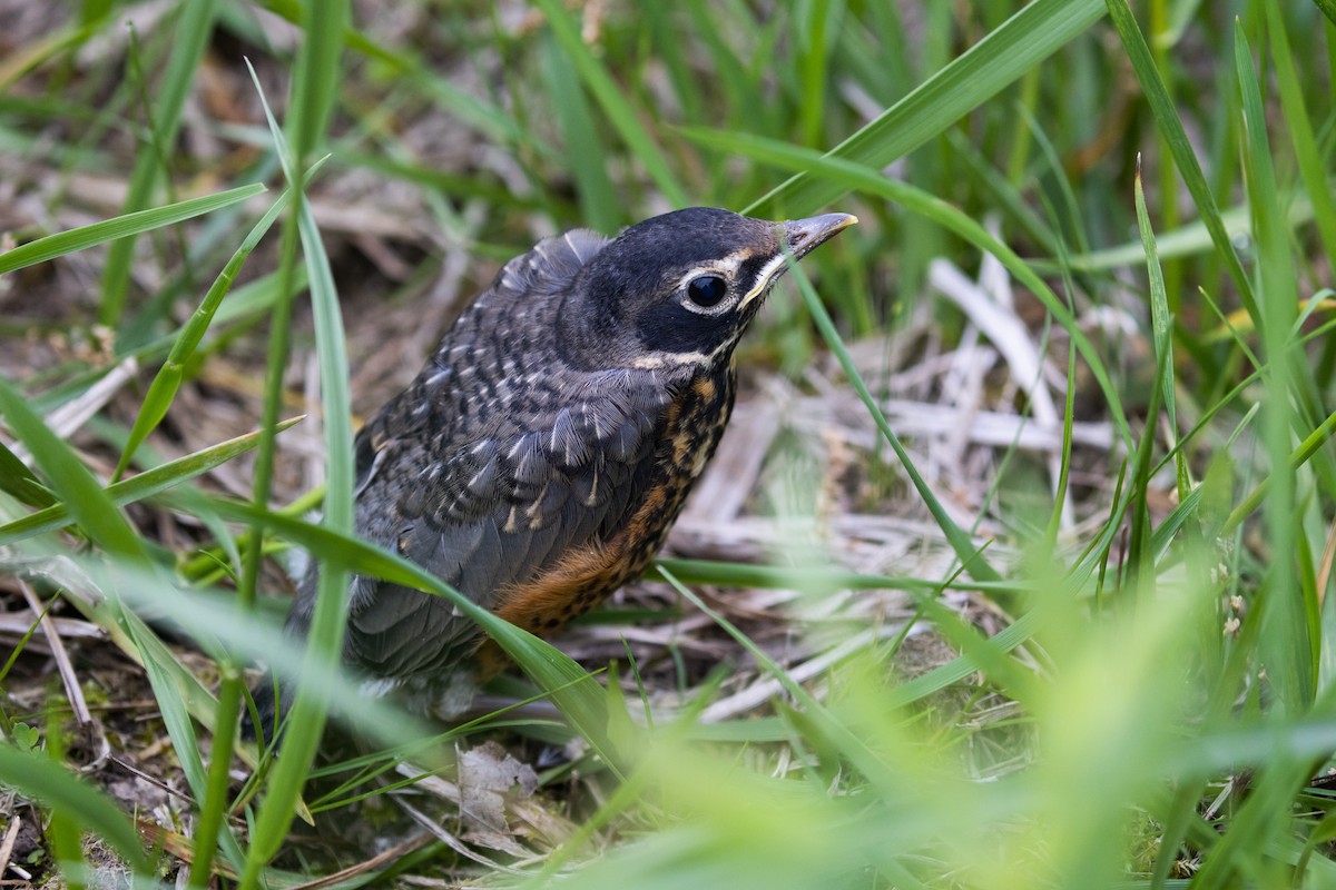 American Robin - ML465869371