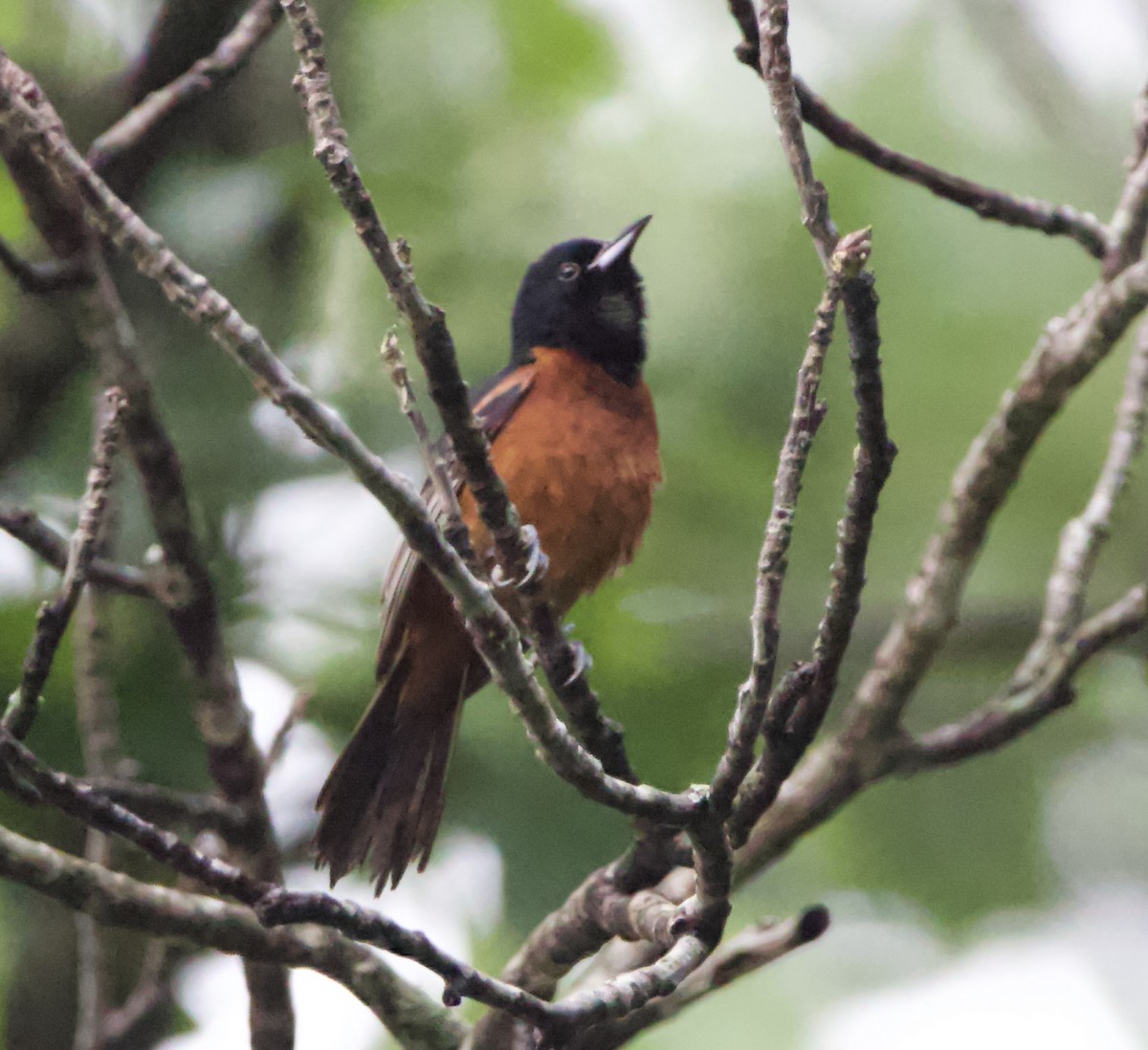 Orchard Oriole - ML465869621