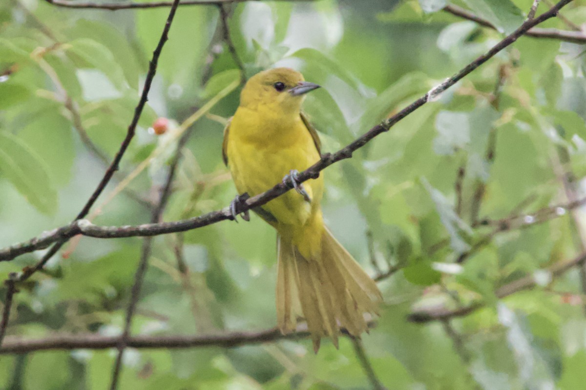 Orchard Oriole - ML465869641