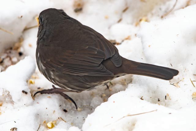 Fox Sparrow (Sooty) - Frank King