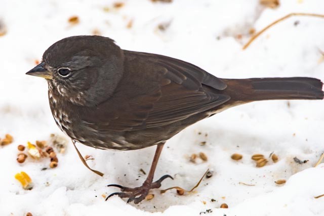 Fox Sparrow (Sooty) - ML46586991