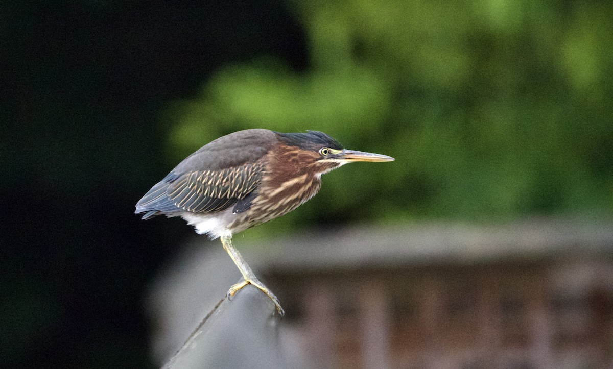 Green Heron - ML465869991