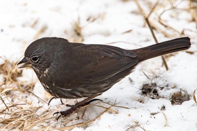 Fox Sparrow (Sooty) - Frank King