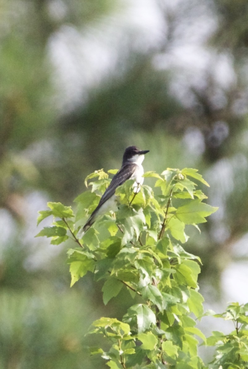 Eastern Kingbird - ML465870091