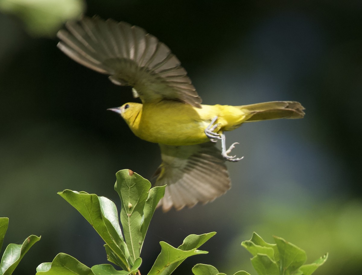 Orchard Oriole - ML465870351