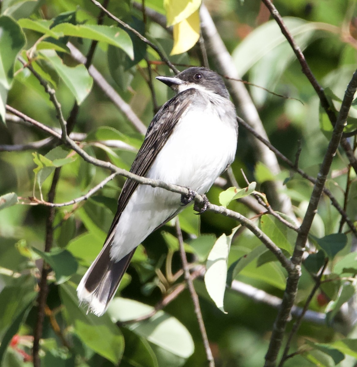 Eastern Kingbird - ML465870591
