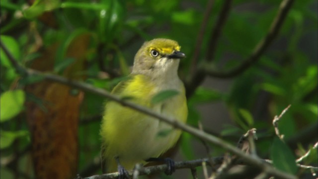 White-eyed Vireo - ML465871