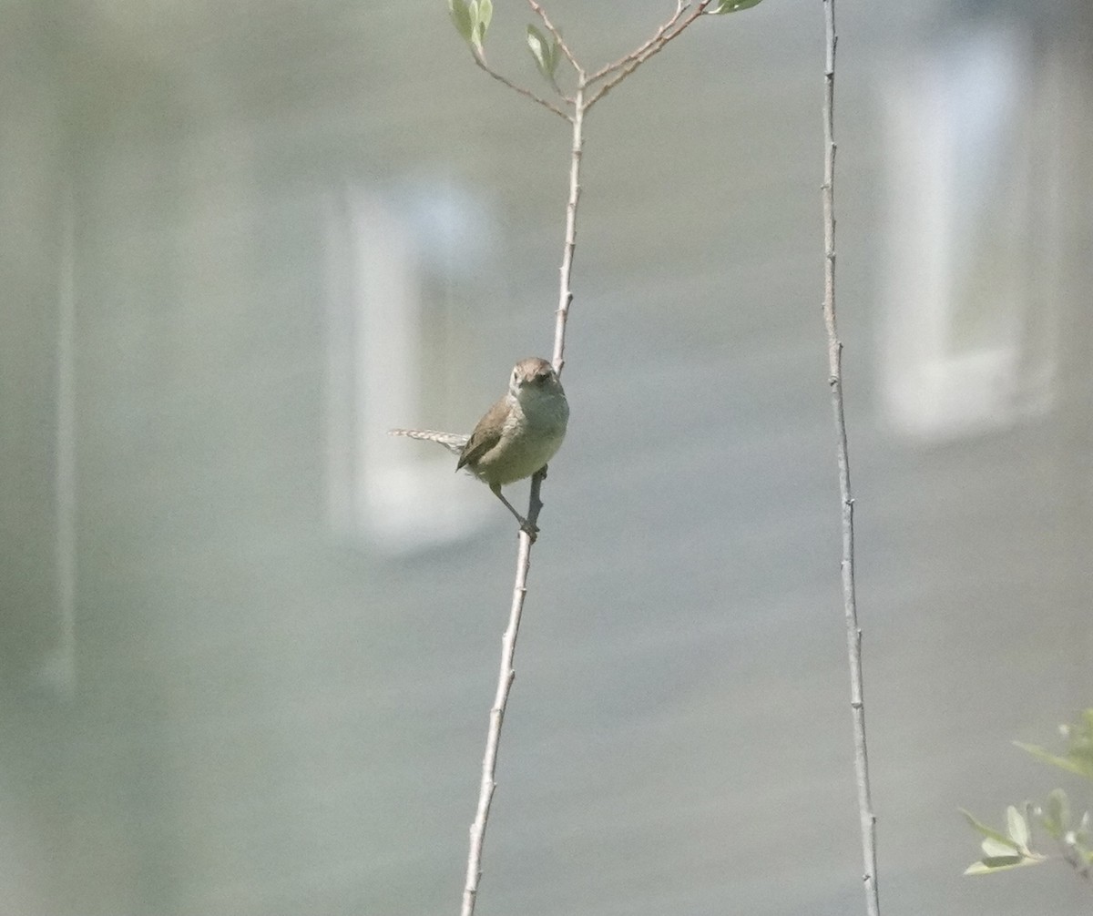 Marsh Wren - Mary Kimberly