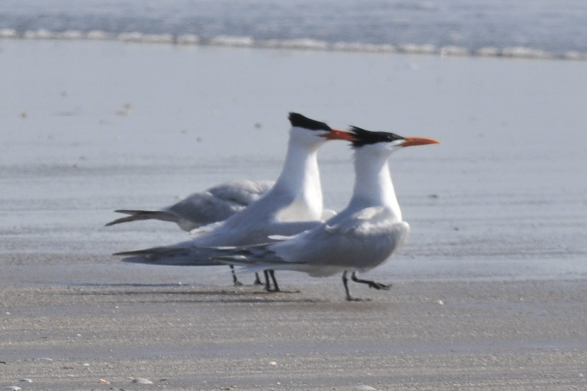 Royal Tern - ML46587131