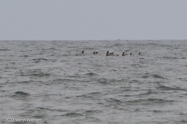 Brown Pelican - ML465873091