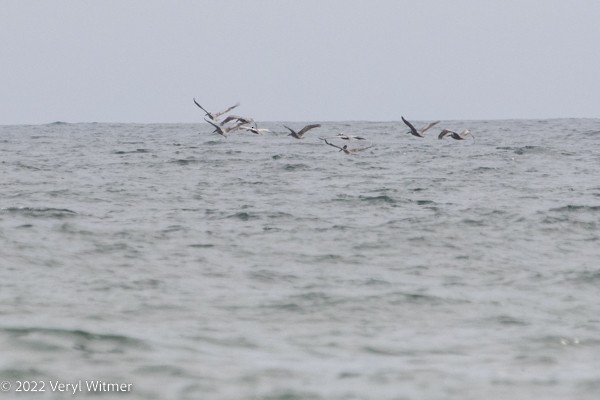 Brown Pelican - ML465873101