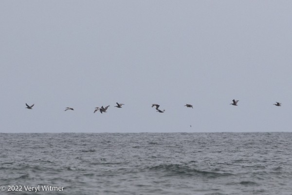 Brown Pelican - ML465873111