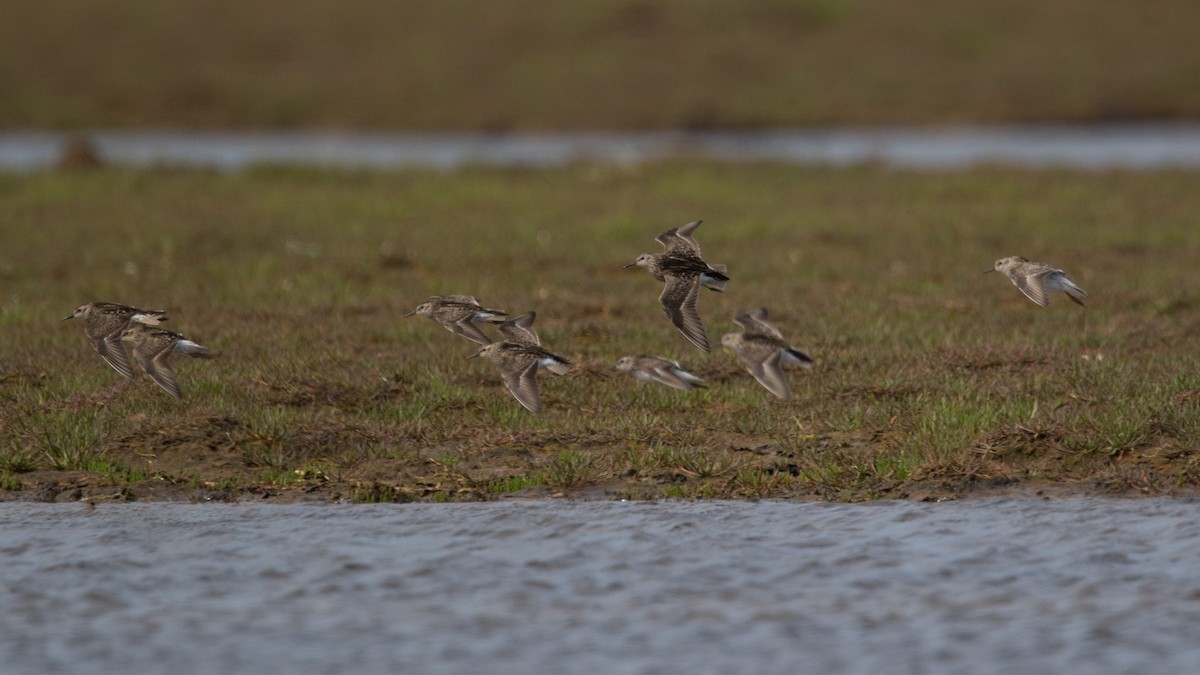 Least Sandpiper - ML465873161