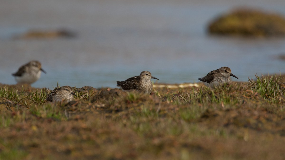 Least Sandpiper - ML465873171