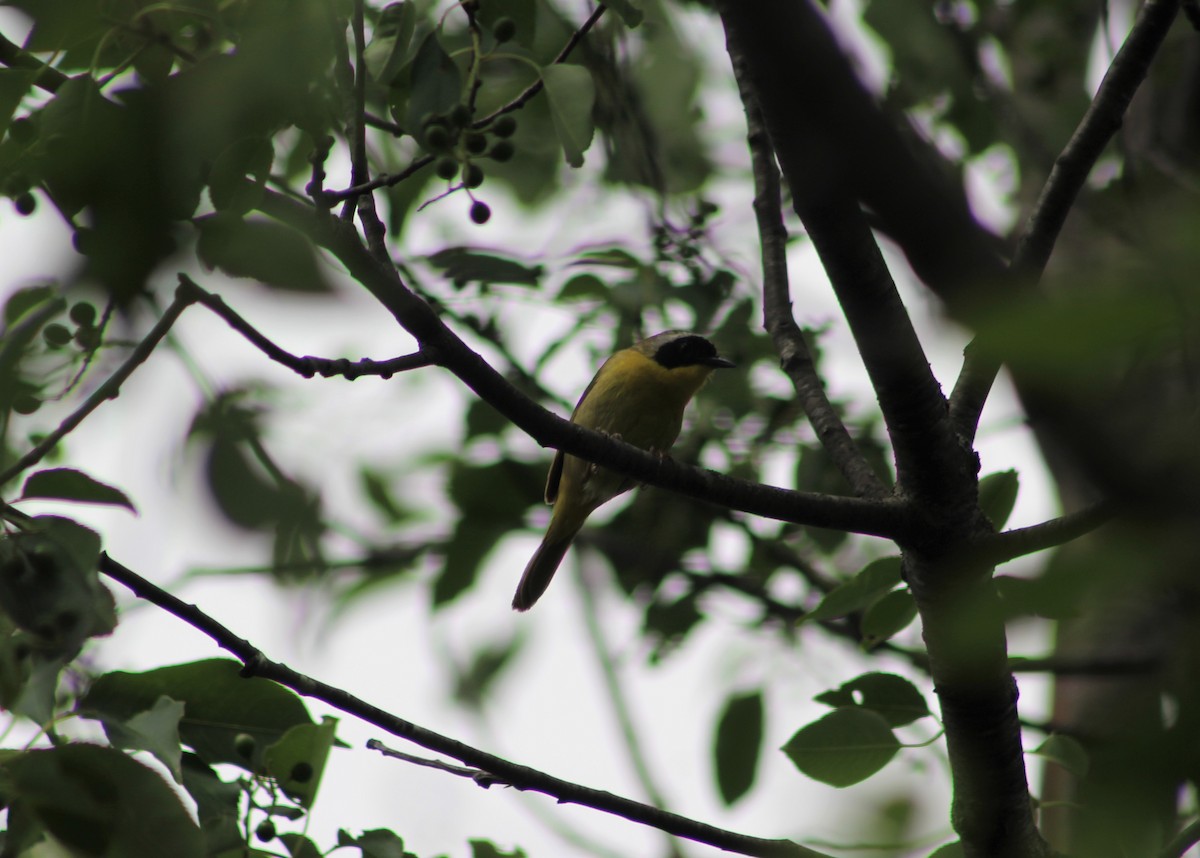 Common Yellowthroat - ML465874451